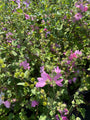 Struikmalva - Lavatera 'Burgundy Wine'