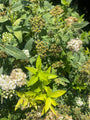 Spiraea japonica 'Albiflora'