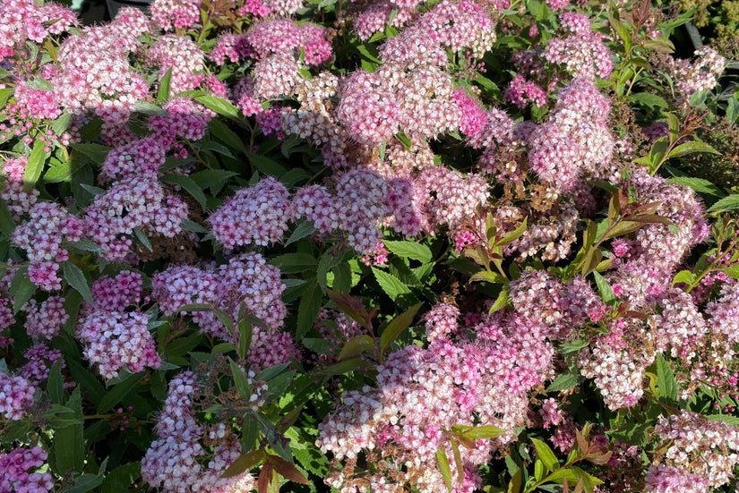 Struikspirea - Spiraea japonica 'Genpei'