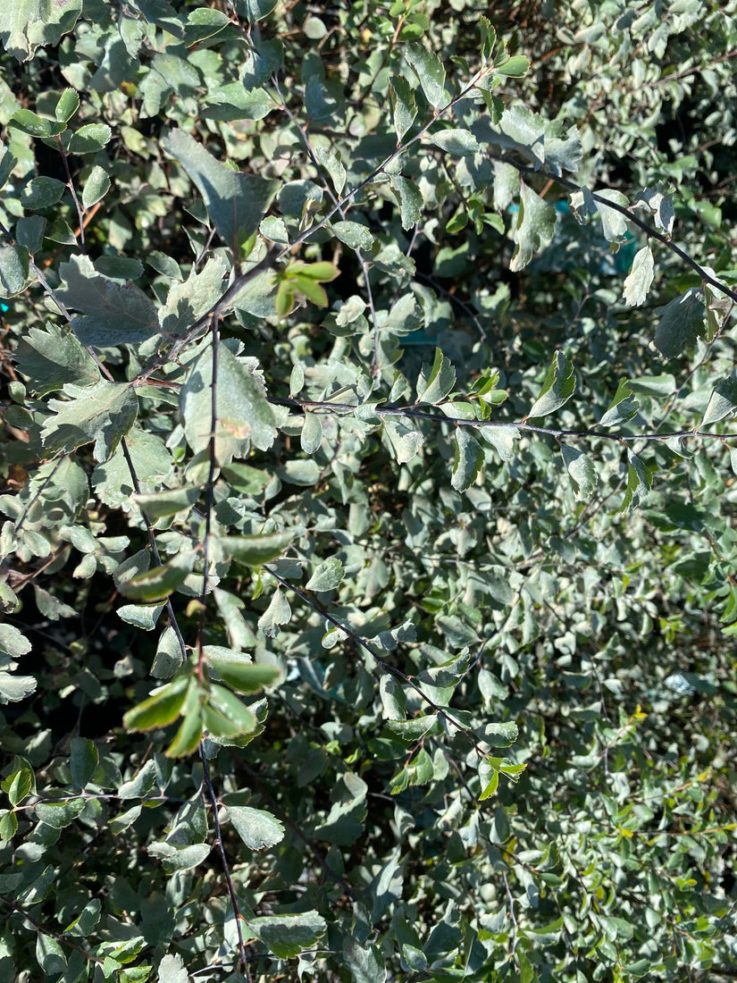 Blad Struikspirea - Spiraea vanhouttei