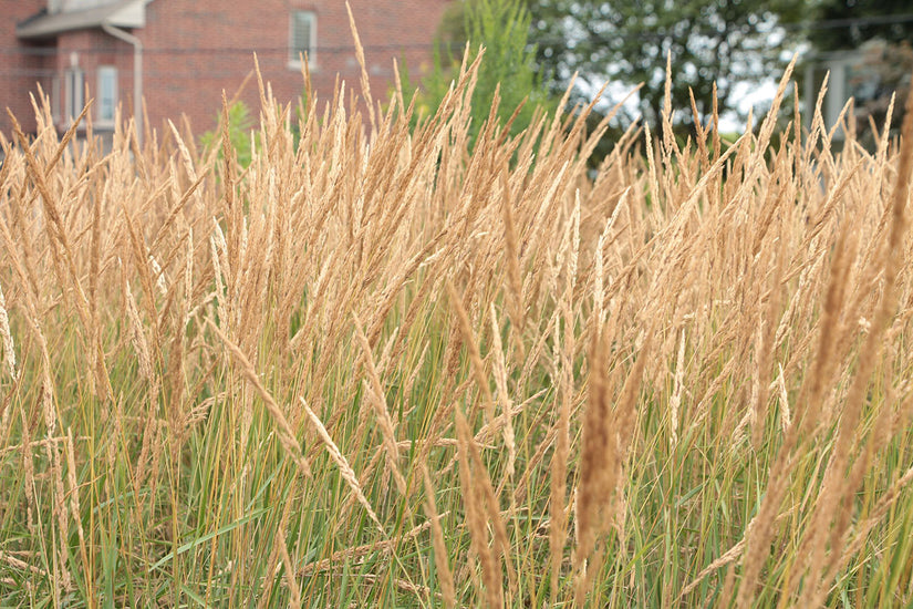 Siergras, Calamagrostis x acutiflora 'Avalanche'