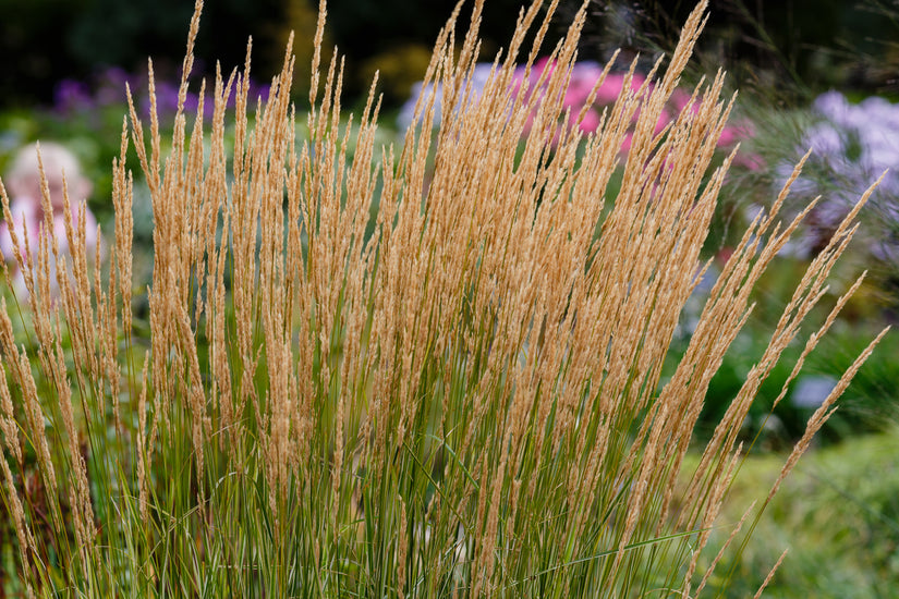 Struisriet - Calamagrostis x acutiflora 'Karl Foerster'