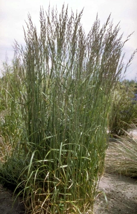 Struisriet - Calamagrostis x acutiflora 'Karl Foerster'