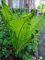 struisvaren borderplanten