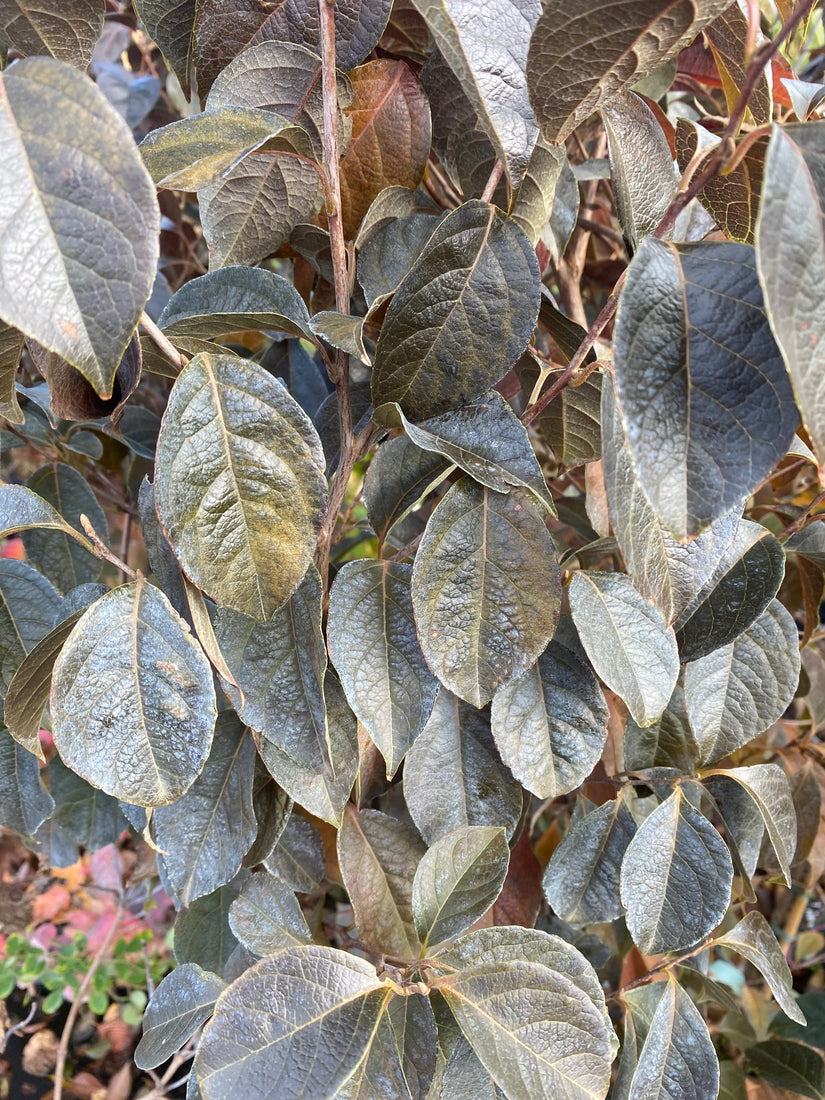 Herfst - Japanse Storax - Styrax japonicus 'Evening Light'