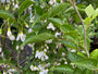 Bloei Storaxboom - Styrax japonicus 'June Snow'