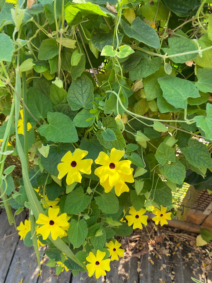 Suzanne met de mooie ogen - Thunbergia alata