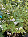 Witte bessen van de Sneeuwbes in de herfst