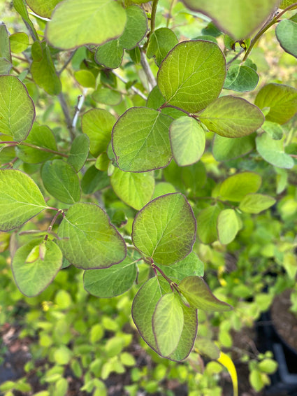 Blad Sneeuwbes - Symphoricarpos doorenbosii 'White Hedge'