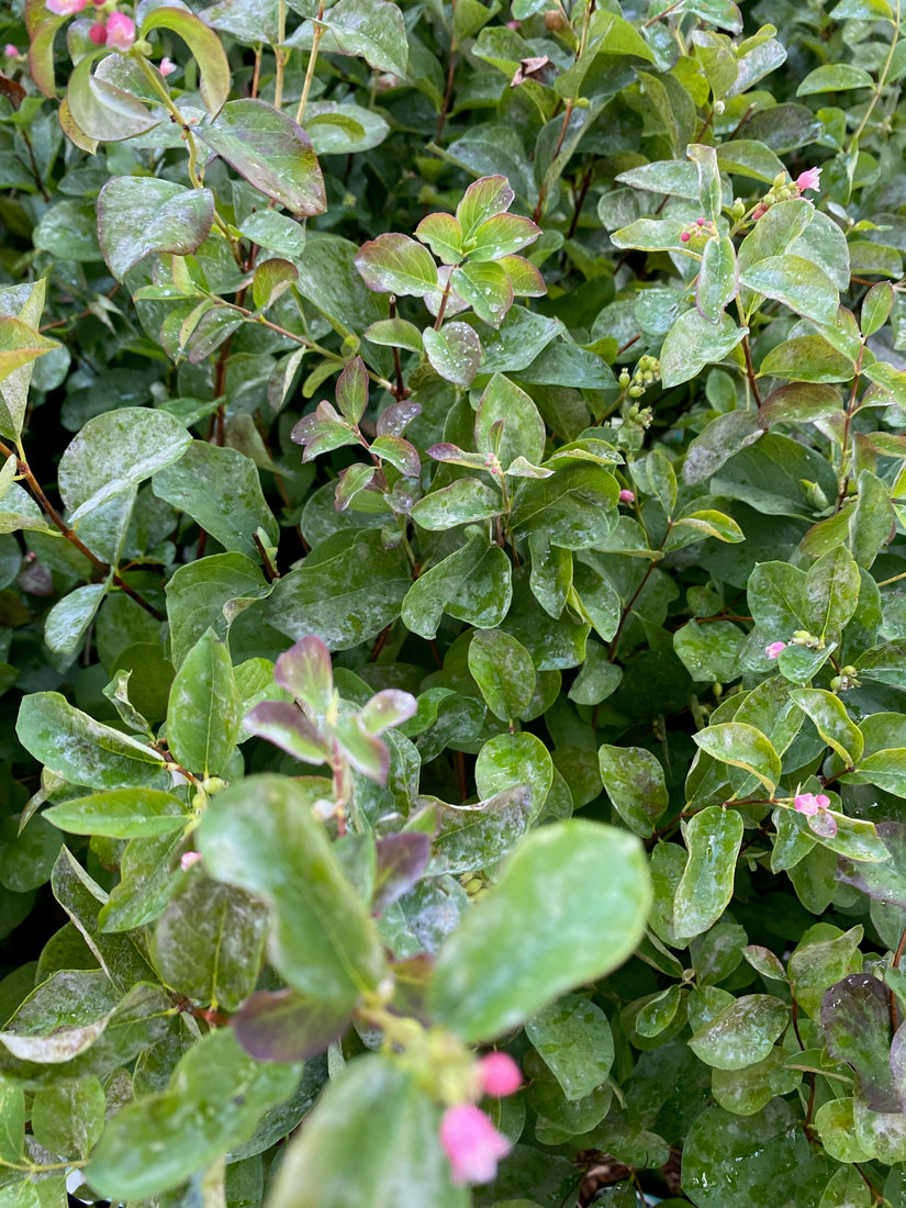 Symphoricarpos doorenbosii 'White Hedge' (foto oktober)