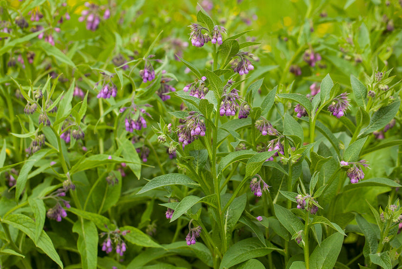 Gewone smeerwortel - Symphytum officinale