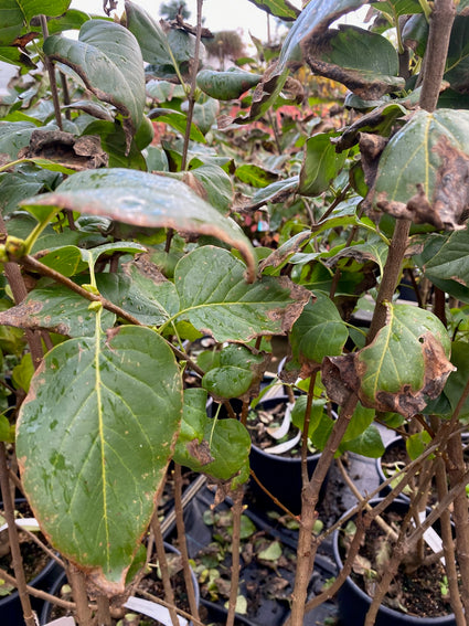 Sering - Syringa 'Souvenir d'Alice Harding' Herfst