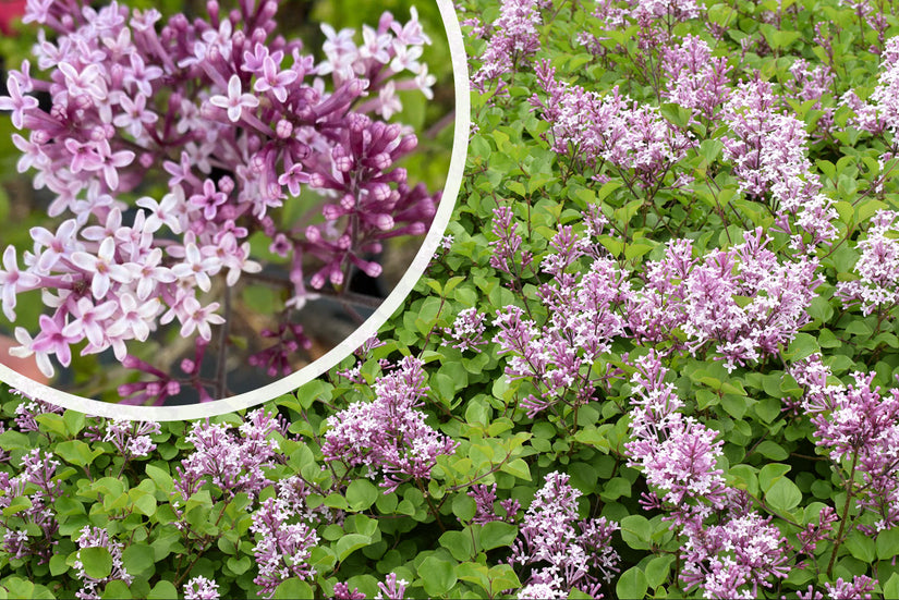 Sering - Syringa meyeri 'Palibin' (Dwergsering)