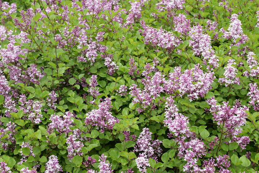  Syringa meyeri 'Palibin' in bloei