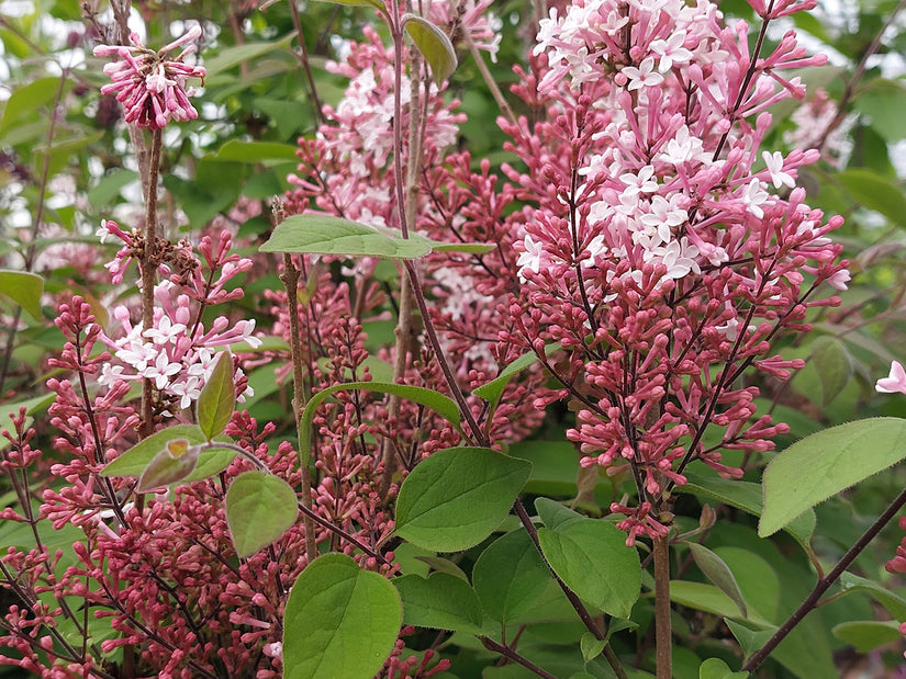 Bloei Dwergsering op stam - Syringa microphylla 'Superba'