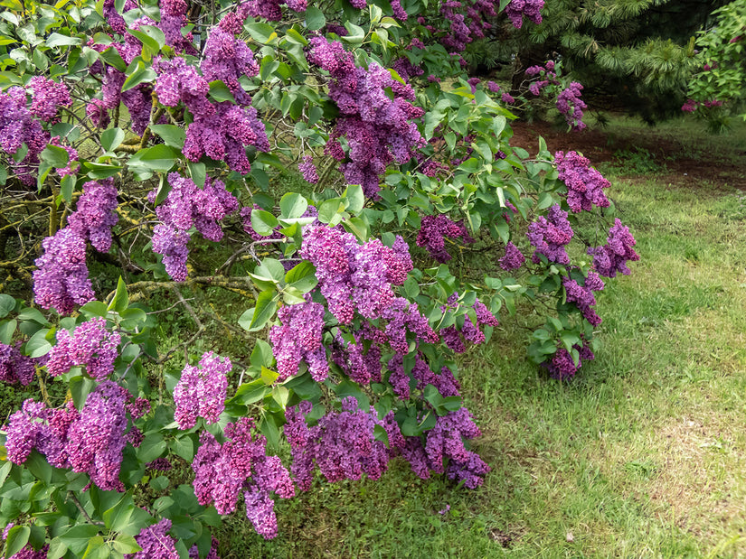 Heester Sering - Syringa vulgaris 'Andenken an Ludwig Späth'