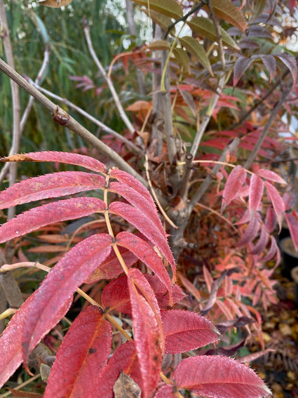 Taiwanese berglijsterbes - Sorbus randaiensis