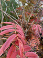 Taiwanese berglijsterbes - Sorbus randaiensis