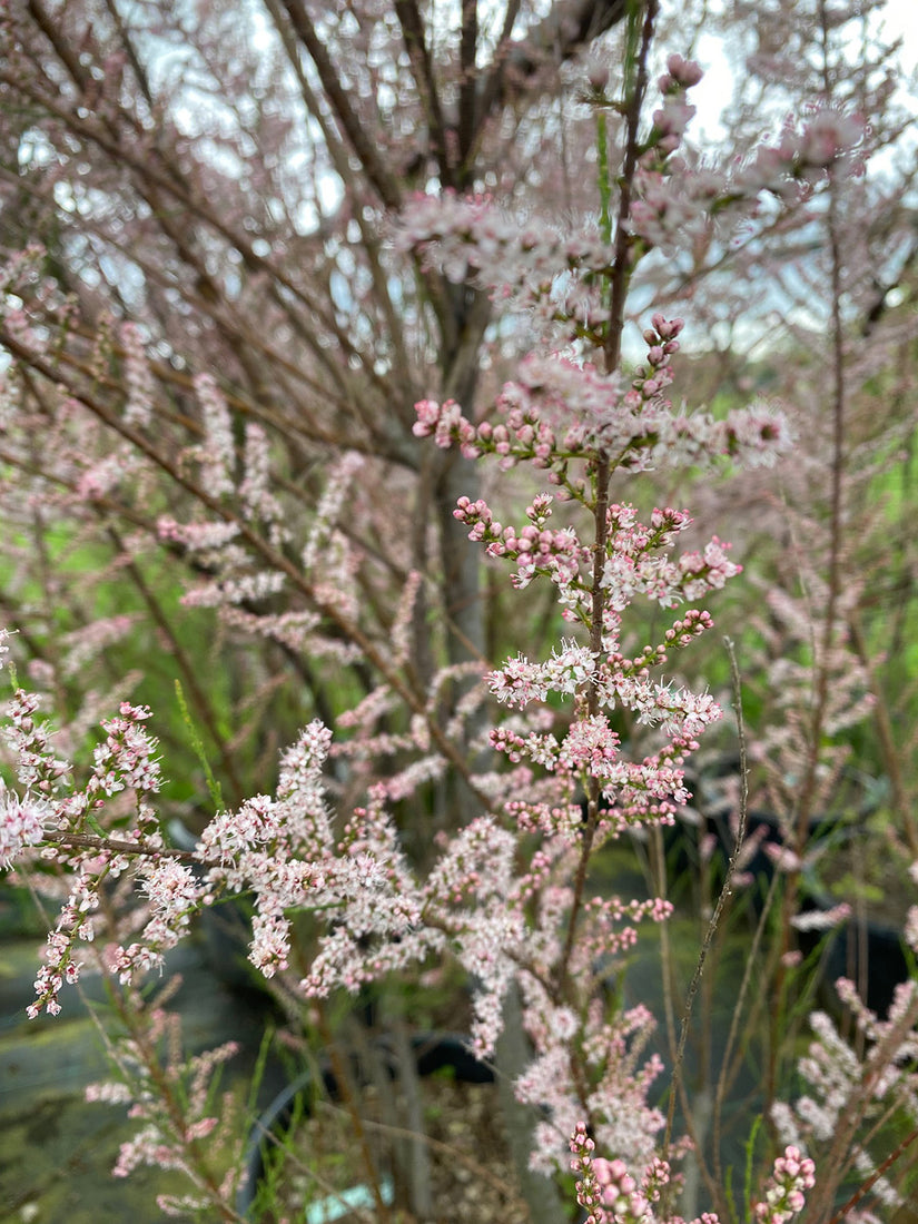 Tamarix gallica in bloei