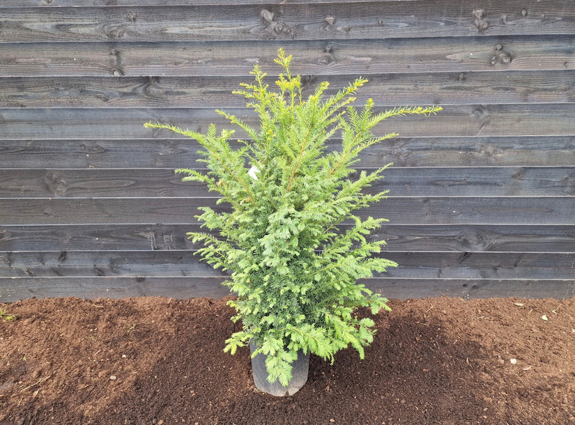 Taxus Baccata 100-120 cm