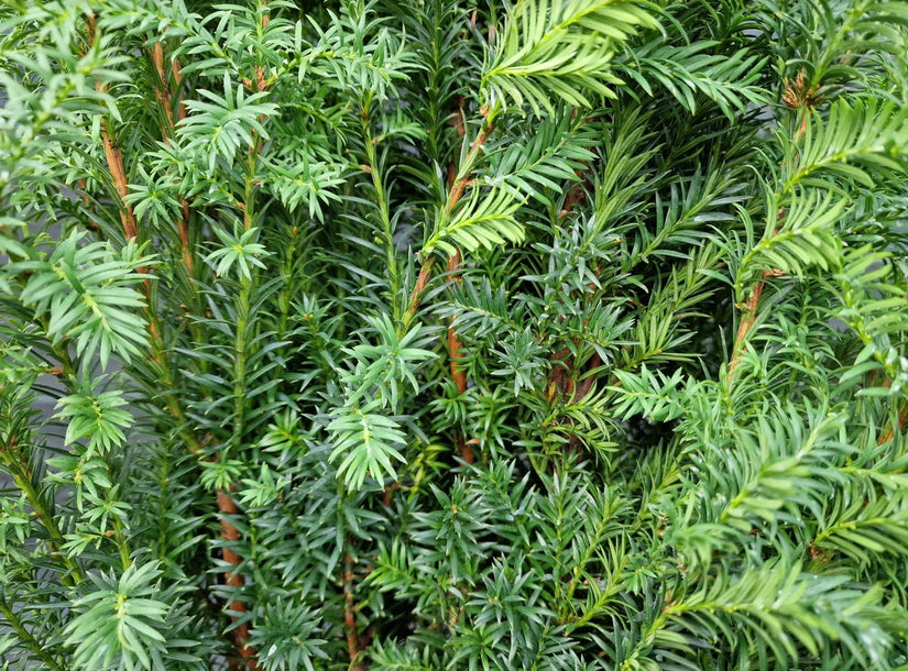 Taxus ' Rising Star' close up