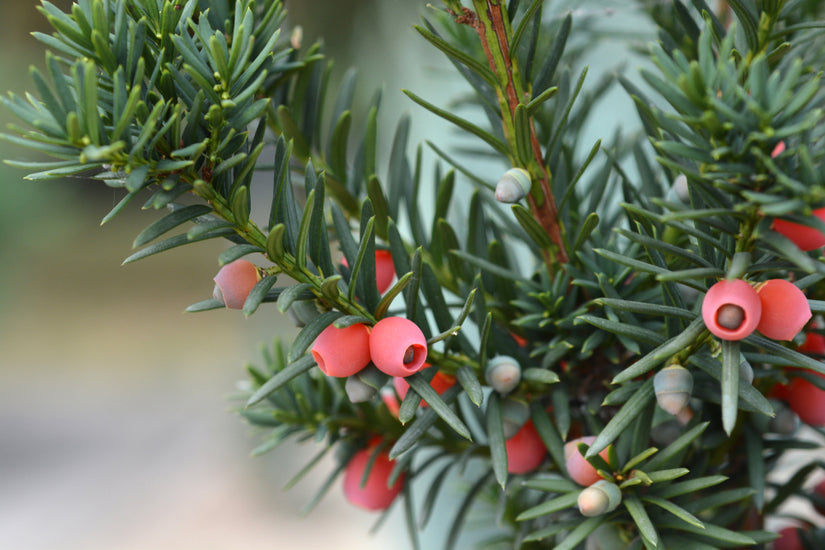 Taxus 'Hicksii'.jpg