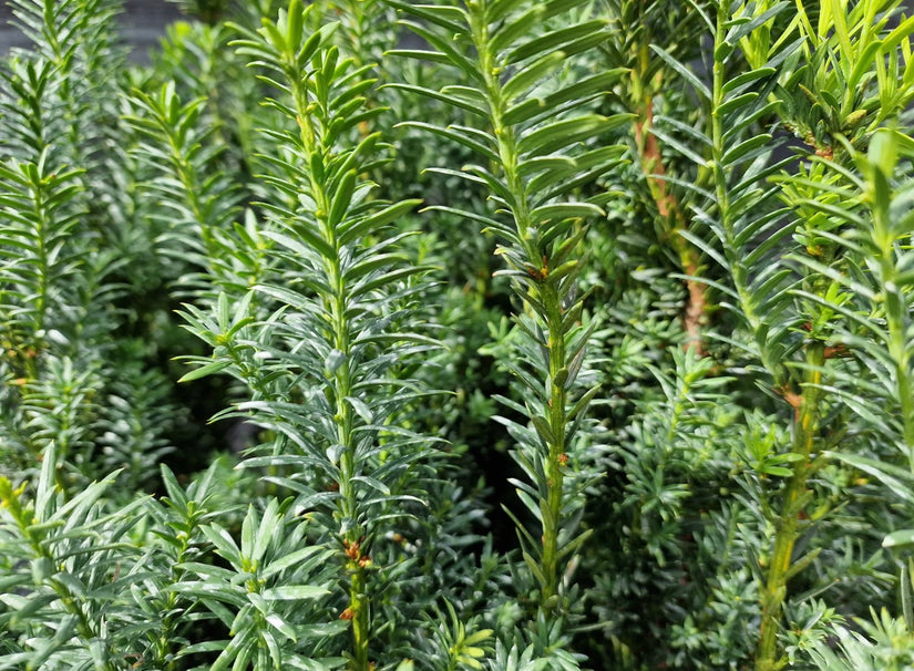 Taxus 'Hillii' close up