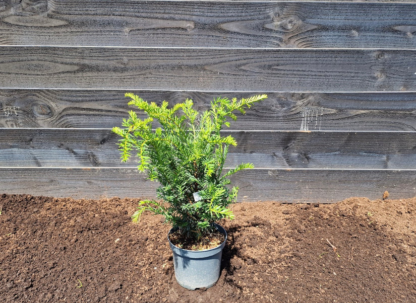 Taxus 'Hillii' 40-50cm