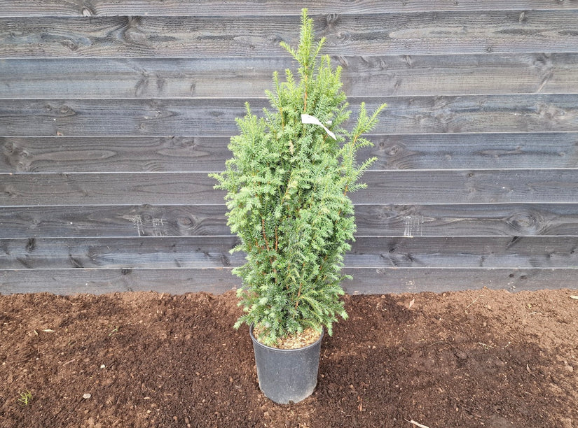 Taxus 'Rising Star'