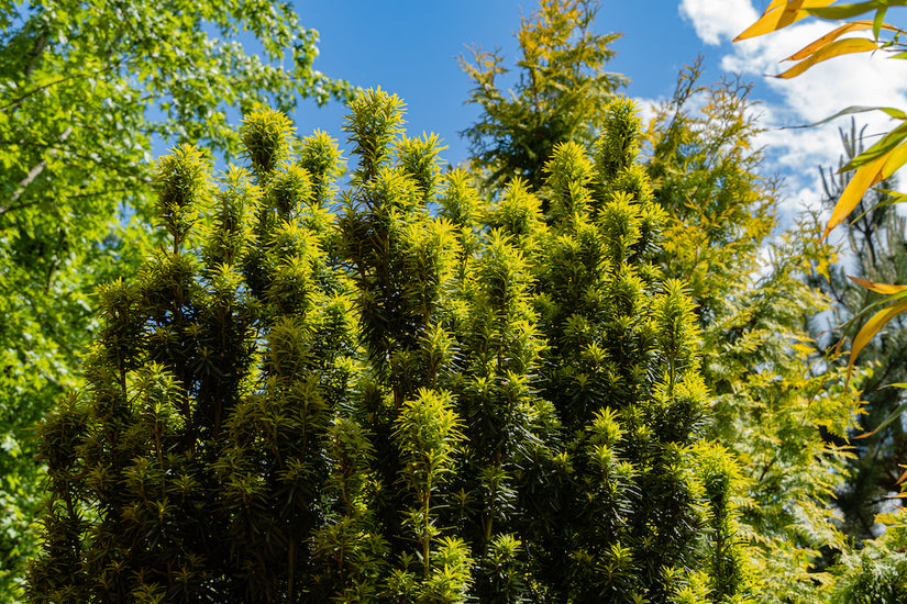 Taxus-baccata-Fastigiata-Aurea.jpg