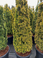 Venijnboom - Taxus baccata 'Standishii'