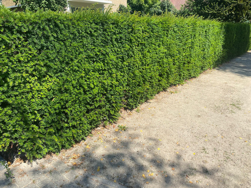 Taxus baccata haag voor een groene afscheiding