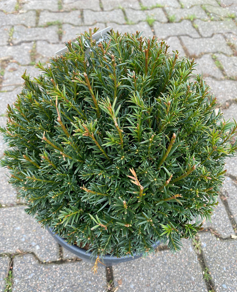 Taxus - Taxus media 'Groenland'