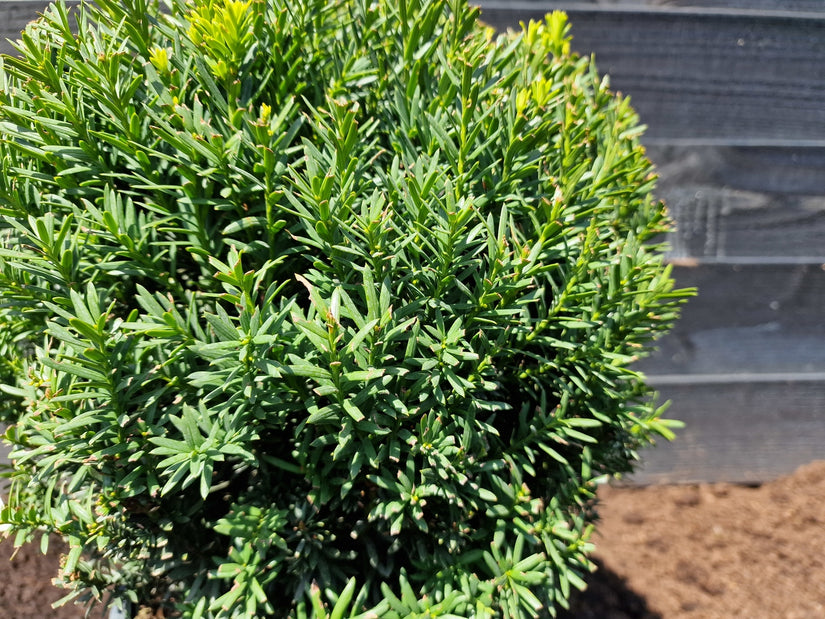 Taxus media 'Hillii' bolvormige taxus plant