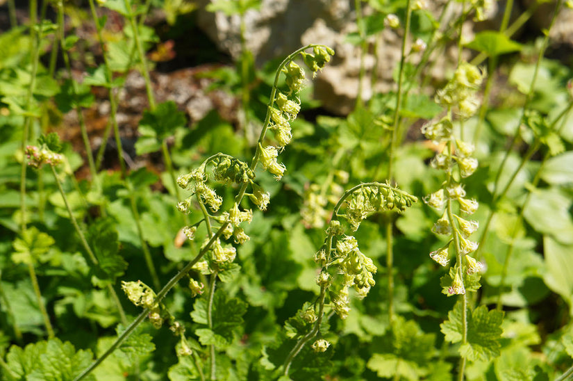 Mijterloof - Tellima grandiflora 'Rubra' - Bodembedekker