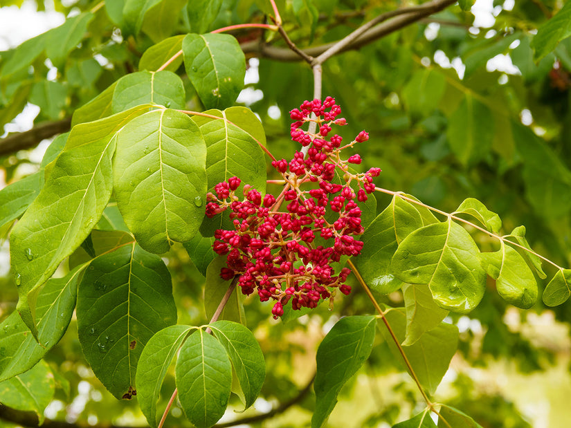 Detail Bijenboom Tetradium daniellii