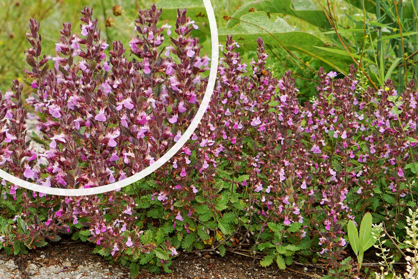 Echte Gamander - Teucrium chamaedrys