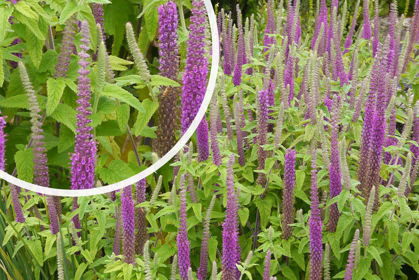 Gamander - Teucrium hyrcanicum in bloei