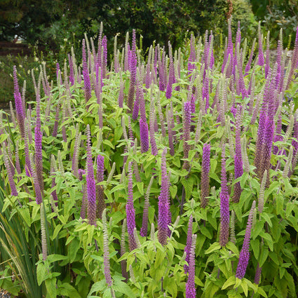 Gamander - Teucrium hyrcanicum