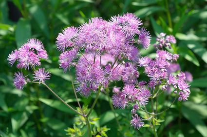 Akeleiruit - Thalictrum aquilegifolium 'Nimbus Pink'