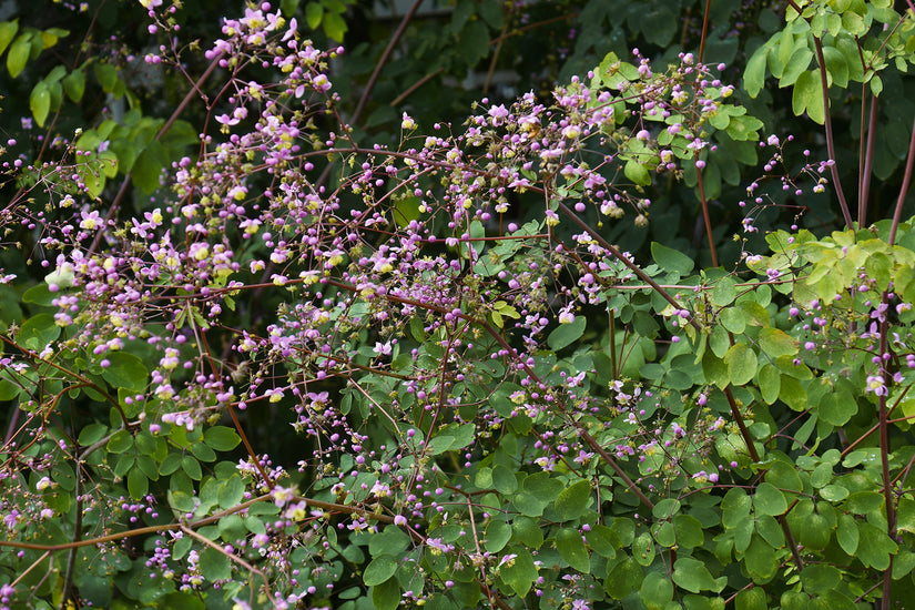 Chinese ruit - Thalictrum delavayi