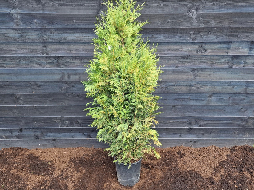 Thuja - Levensboom 'Brabant' 180-200cm