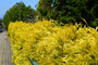  Thuja-Yellow-Ribbon.jpg