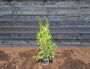 Thuja 'Brabant' 80-100cm  - Levensboom