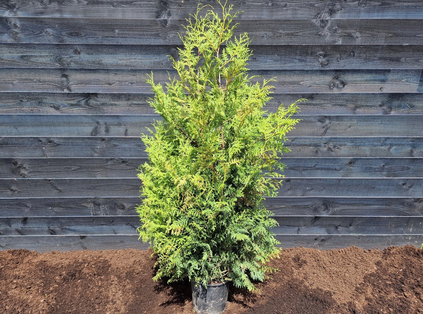 Thuja 'Brabant' - Levensboom 140-160cm