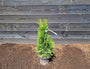 Thuja 'Smaragd' - Westerse Levensboom 60-80cm