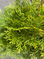 Westerse levensboom - Thuja occidentalis 'Smaragd' detail