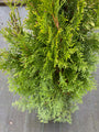 Westerse levensboom - Thuja occidentalis 'Smaragd'