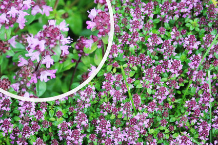 Thymus praecox 'Purple Beauty'