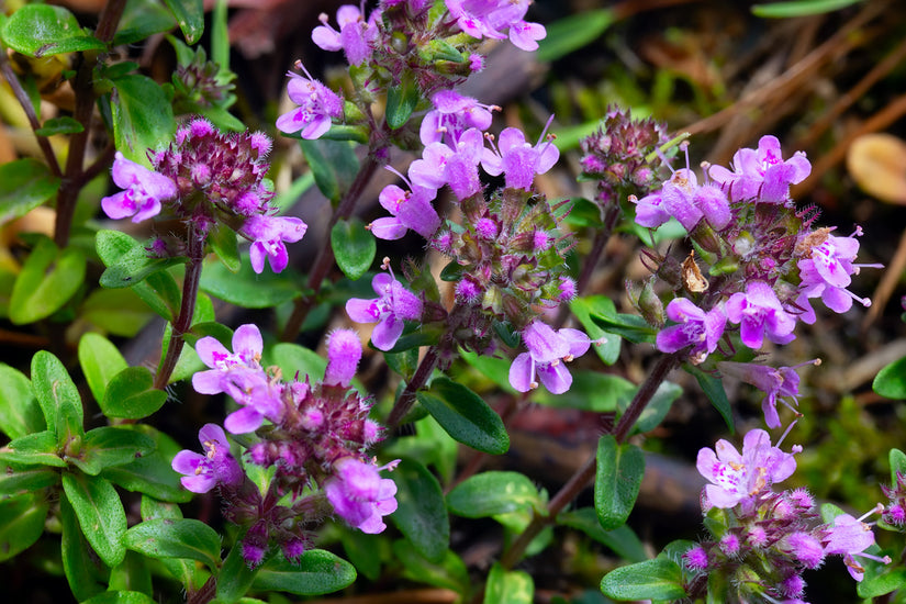 Bloei Thymus serpyllum 'Elfin'